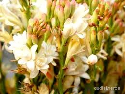 augmented_Polianthes tuberosa flower4_contrast_inc.jpeg